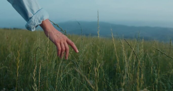 Cinematic footage of female hand gently touching grass and wheat harvest. Woman walks in field and connects with nature. Serene and tranquil time spent outdoors. Preserving ecology and biodiversity