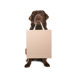 Cute dog with shopping bag on white background