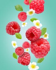 Ripe raspberries and flowers in air on light blue background