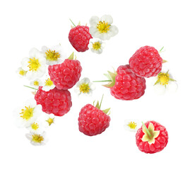Ripe raspberries and flowers in air on white background
