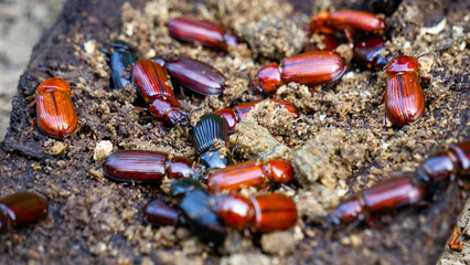 Darkling beetle on rotten wood. Darkling beetle is the common name for members of the beetle family Tenebrionidae, comprising over 20,000 species in a cosmopolitan distribution