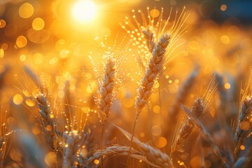 Fototapeta premium The image captures a close-up of golden wheat ears against the backdrop of a warm, glowing sunset, expressing harvest and abundance