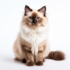 look caemra white background animal
