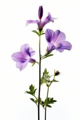 Naklejka premium flower isolated on white