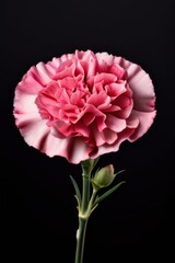 flower isolated on white