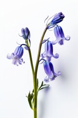 flower isolated on white