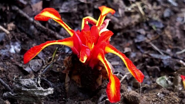 Etlingera punicea (Torch ginger flower). Etlingera punicea is part of the genus Etlingera and the family Zingiberaceae