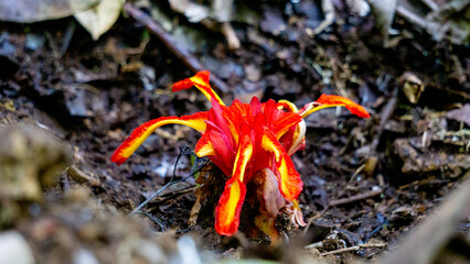 Etlingera punicea (Torch ginger flower). Etlingera punicea is part of the genus Etlingera and the family Zingiberaceae