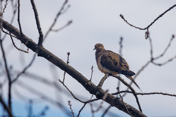 Mourning dove perching on a branch