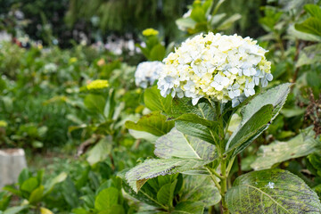 flowers that bloom beautifully in the garden