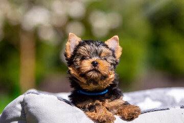 Yorkshire terrier © Sylwia