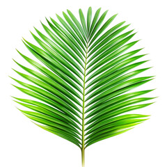 Tropical green palm leaf cut out out Isolated on transparent background