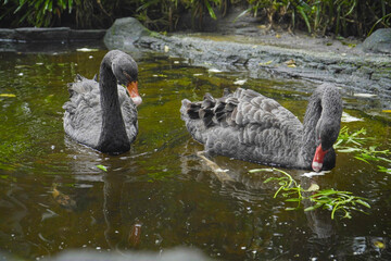 Ornamental sticks swimming in the pool