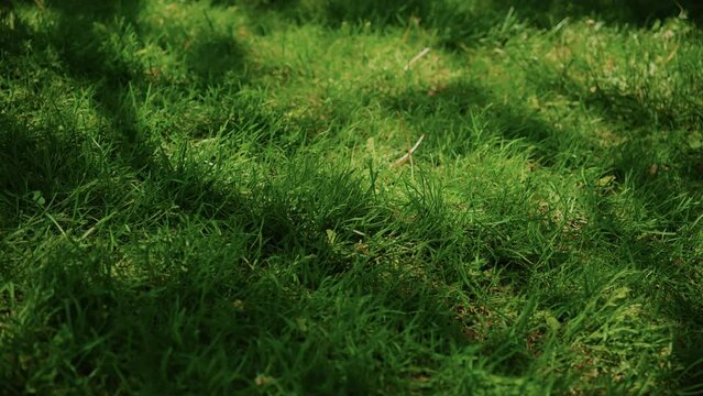Green grass on backyard or park field