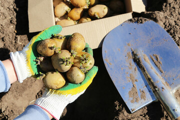 Sowing potato seeds. Farmer hands in gloves with seed sprouts potatoes and shovel in spring garden....