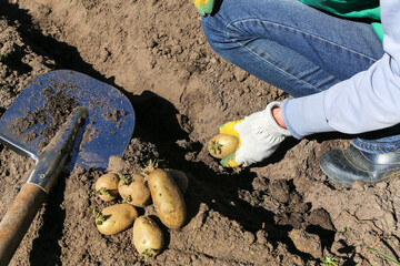 Farmer planting potatoes with sprout in soil, ground on sun and sunlight in garden. Growing organic...