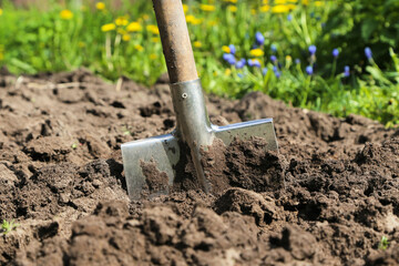 Digging up soil in garden. Shovel close up in brown ground on garden bed with grass and flowers on...
