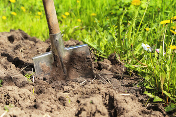 Shovel close up in brown ground with grass in garden on sun in sunlight. Digging up soil, organic farming, gardening, growing, agriculture concept