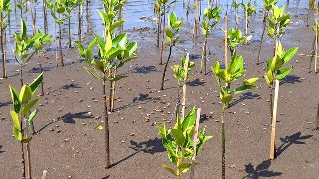 Young mangrove trees growing along the coast in tropical beach in mangrove conservation in Pangandaran with cloudy blue sky.