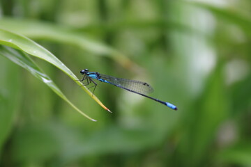 libélula azul em uma folha