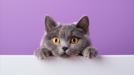 British Short Hair cat peeking out from behind a wall on a pastel purple background. A photo that you can use for product promotion about cats. Photos of well-groomed and beautiful animals.