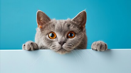 Grey Bristh short hair cat looking at the camera from behind a wall with a sky blue background. A photo that you can use for product promotion about cats. Photos of well-groomed and beautiful animals.