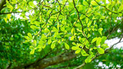 Fototapeta premium Terminalia mantaly (Also called Ketapang kencana, Madagascar Almond) tree with a natural background