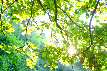 sun-drenched young green oak foliage, lush crown of a tree with leaves, spring season in the park,...