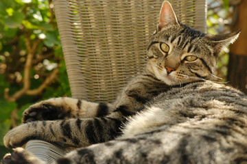 beautiful striped cat whiskas color lies in wicker chair in sunny garden, basks in sun, concept...