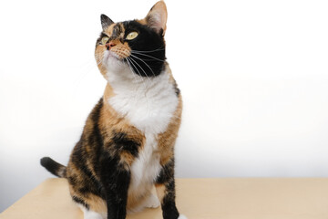 beautiful brown three colors adult domestic tortoiseshell cat with white breast sitting on light table on white background, looks around, concept love for animals, caring, keeping four-legged pets