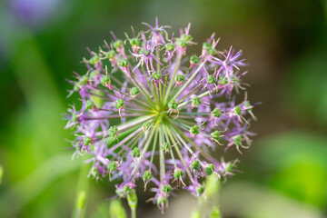 flower, allium nigrum, black garlic, garden, wildflower, blossom, pollen, purple
