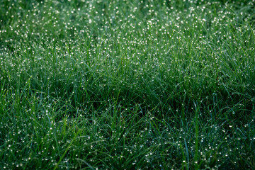 green grass background, meadow, lawn, grass, wet grass, rain, drop, water, wet, wallpaper