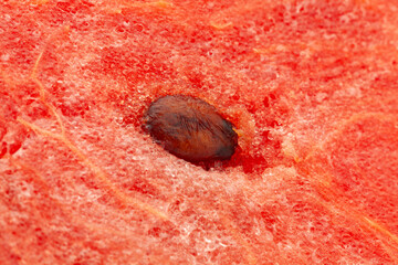 Extreme (macro ) close-up of organic watermelon (Citrullus Lanatus), showing water glands, natural...