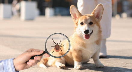 Cute Corgi dog with owner on city square