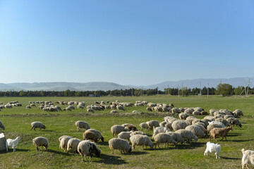 Fototapeta premium sheeps in the field