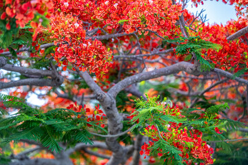 royal poinciana