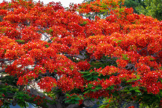 royal poinciana