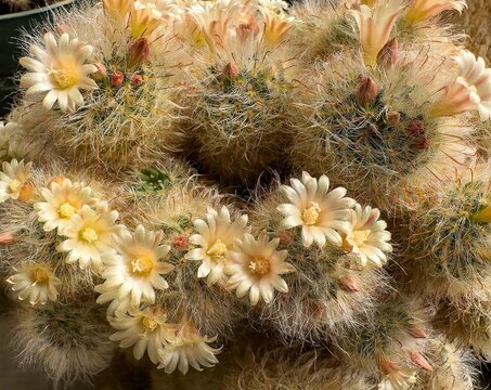 Yellow flowers blooming onf powder puff cactus plants