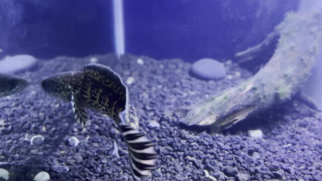 Footage of a channa auranti. This is a very rare fish from inland india.
