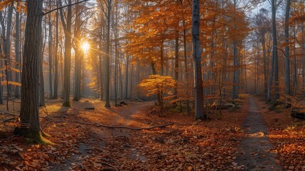 Obraz premium Panoramic Sunny Forest in Autumn