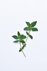 The leaves of patikan kebo (Euphorbia hirta L, Garden spurge, Asma weed, Snake weed, Milkweeds) isolated in white are a wild plant that can be used as herbal medicine.