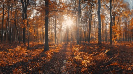 Panoramic Sunny Forest in Autumn