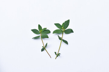 The leaves of patikan kebo (Euphorbia hirta L, Garden spurge, Asma weed, Snake weed, Milkweeds) isolated in white are a wild plant that can be used as herbal medicine.