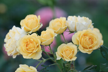 Naklejka premium 黄色と淡いベージュ色の薔薇の花びら