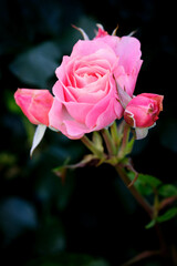 ピンク色の薔薇の花。背景をブラックにし浮き上がらせる