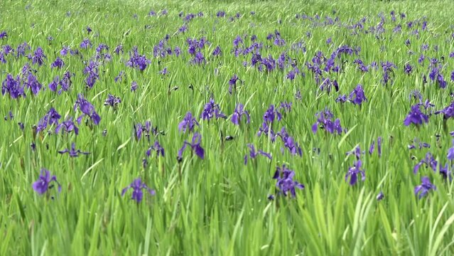 そよ風の吹くカキツバタ畑（フォーカス送り　手前から奥へ）