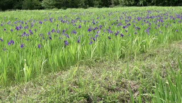 そよ風の吹くカキツバタ畑