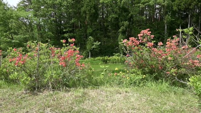 ツツジと黃菖蒲が咲く沼に近づく