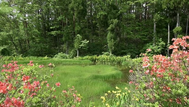 ツツジとキショウブが咲く沼（カメラを右から左へパン）