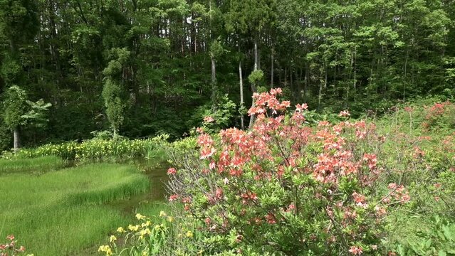 ツツジとキショウブが咲く沼（左から右へパン）